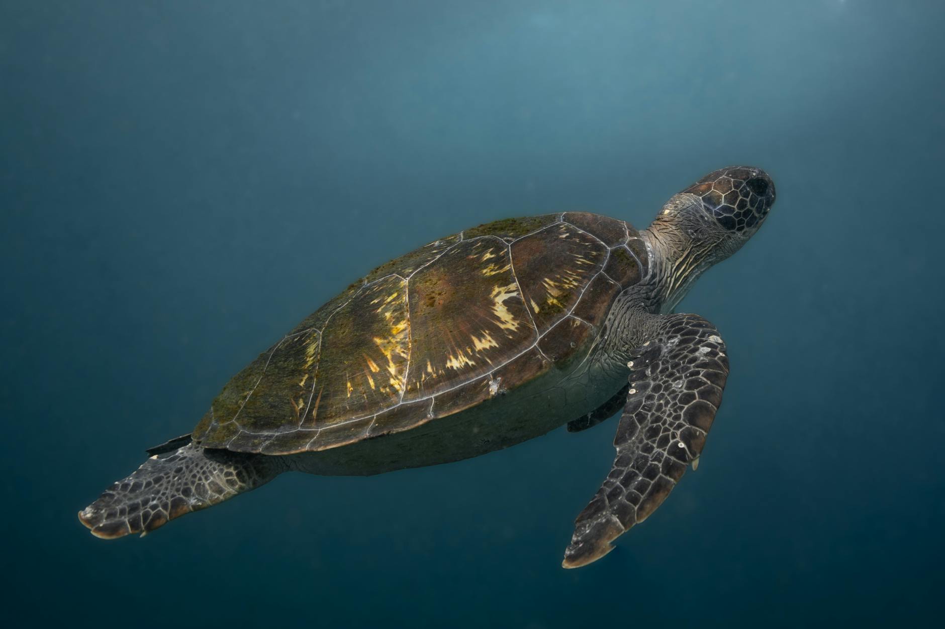 sea turtle in close up