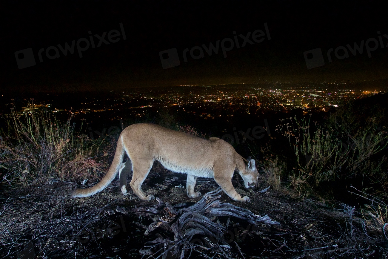 Female Mountain Lion in Verdugos