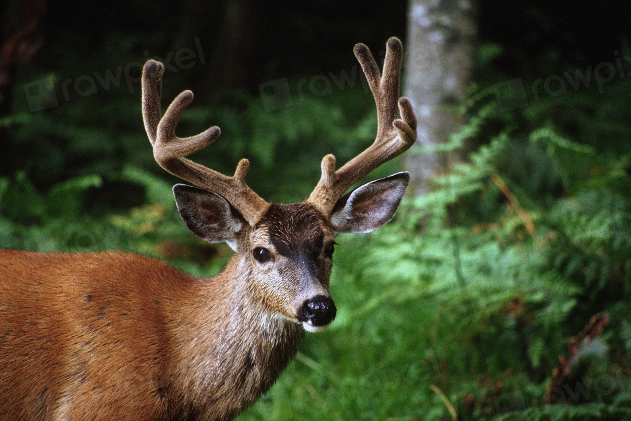 Deer in the wood with wildlife