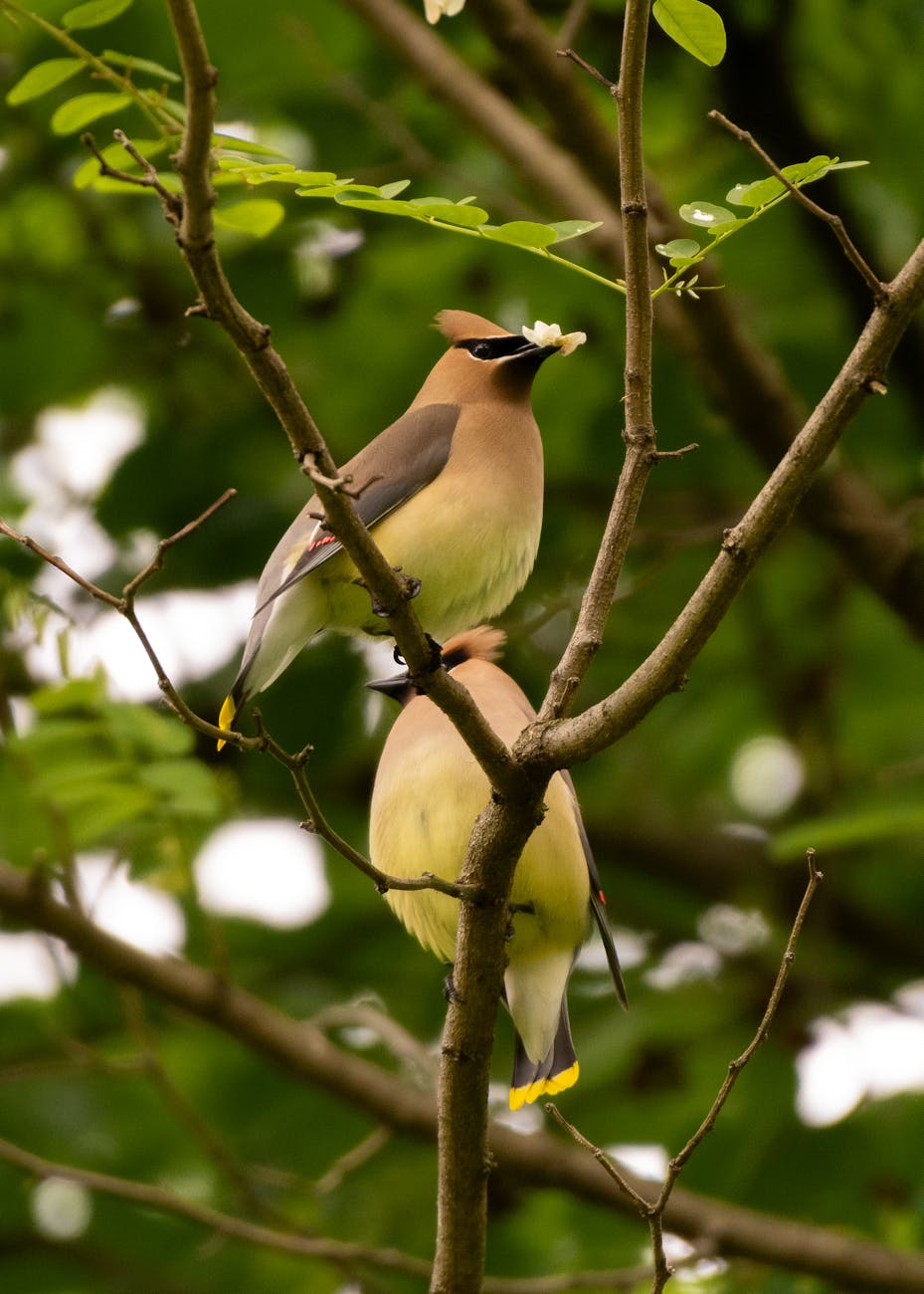 close up of cedar waxwings perched on tree branches