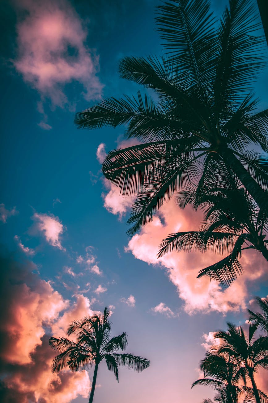 green and brown coconut trees under clear blue sky